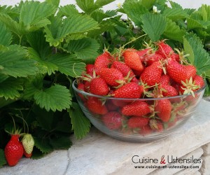 les fraises du jardin